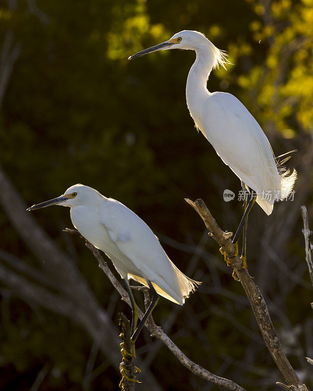 大白鹭（Ardea alba），墨西哥南下加利福尼亚州